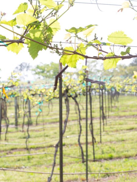 Lovetie B-Day at Whinery