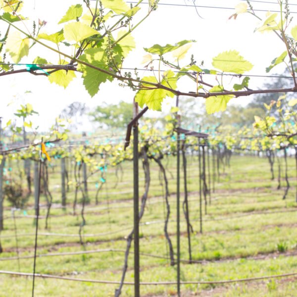 Lovetie B-Day at Whinery